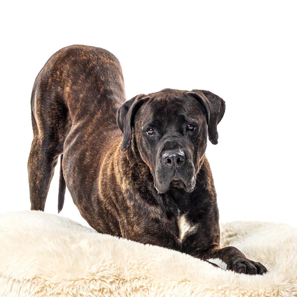 Enlarge Frankie, a Adoptable Presa Canario in Reno, NV image 4/4