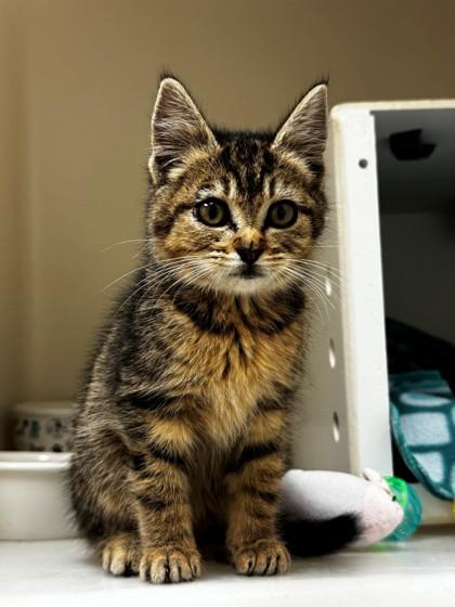 Enlarge Tiger, a Adoptable mixed breed in Kalispell, MT image 1/1