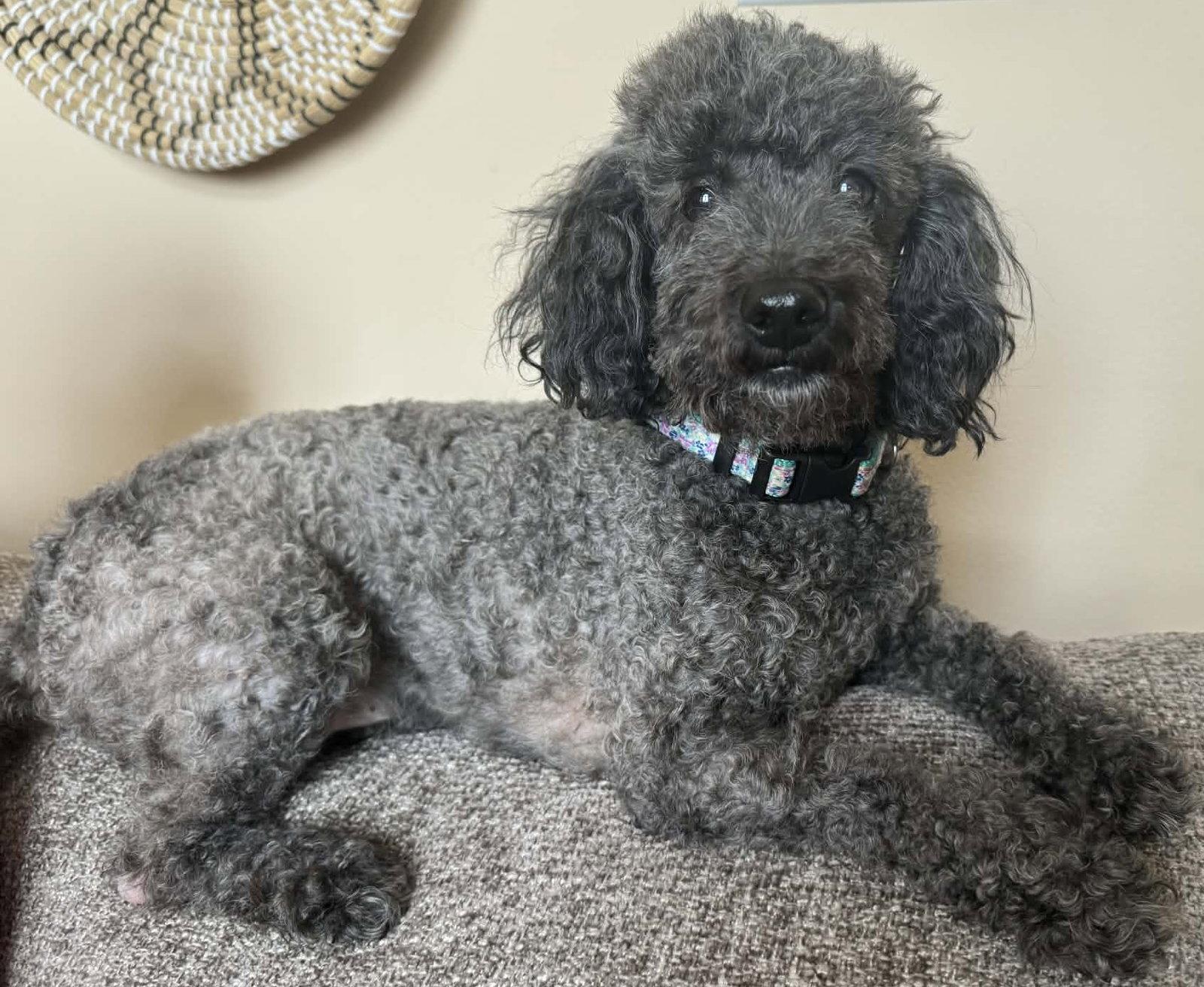 Princess Jasmine, a Adopted Bichon Frise in Germantown, OH image 1/3