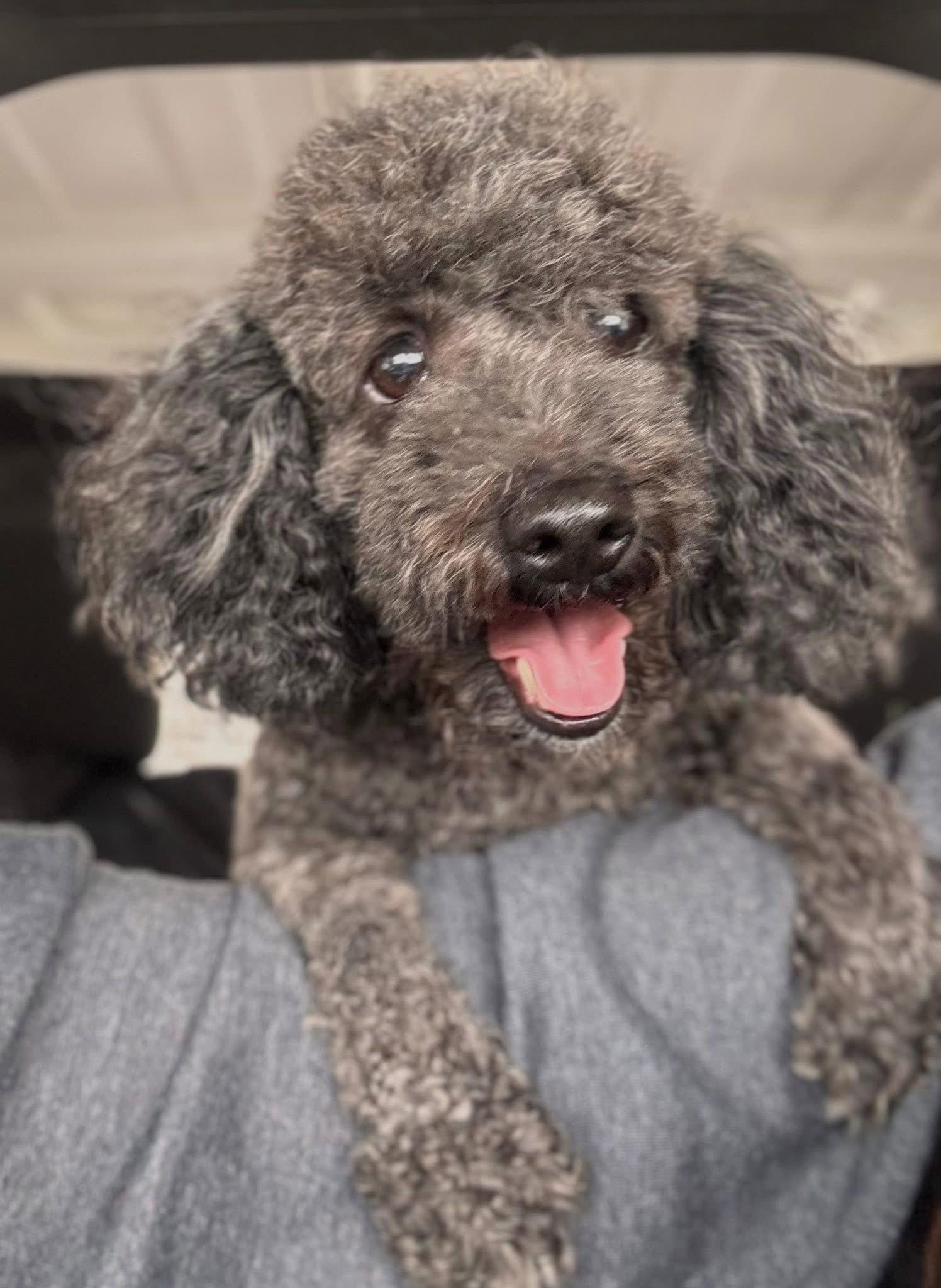 Princess Jasmine, a Adopted Bichon Frise in Germantown, OH image 2/3