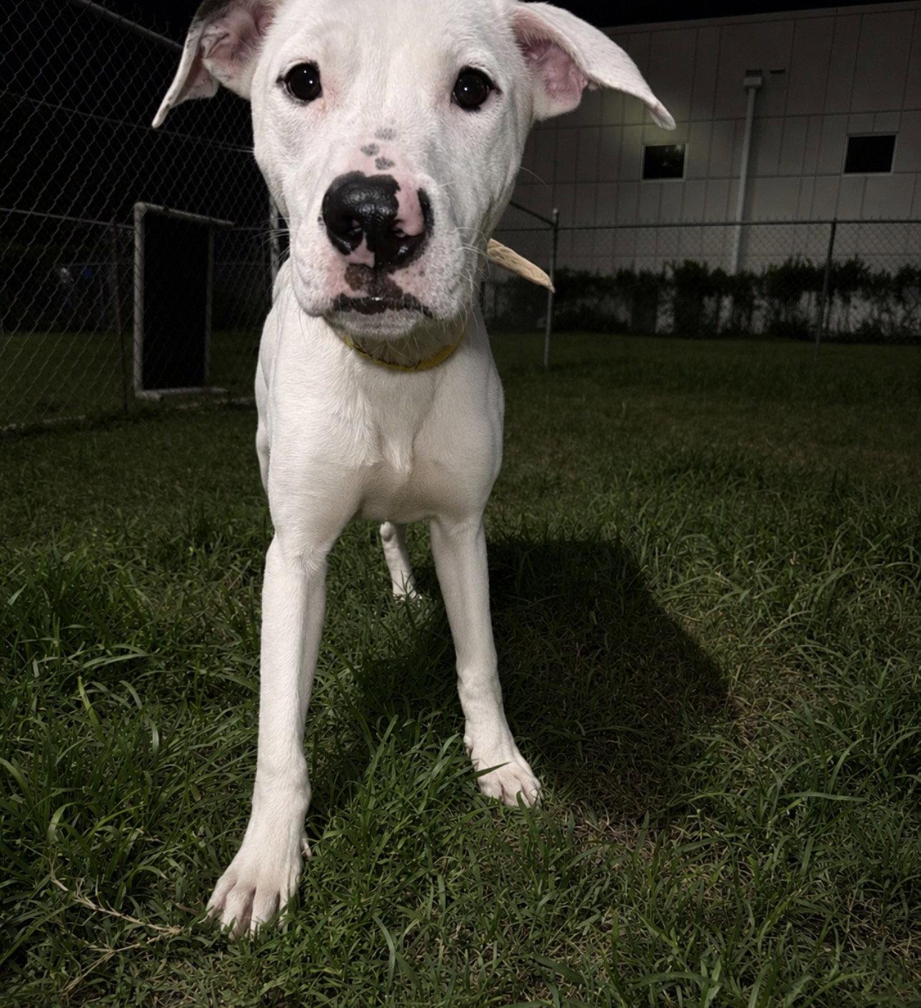 Snoopy, Adoptable, Young Male Pointer.