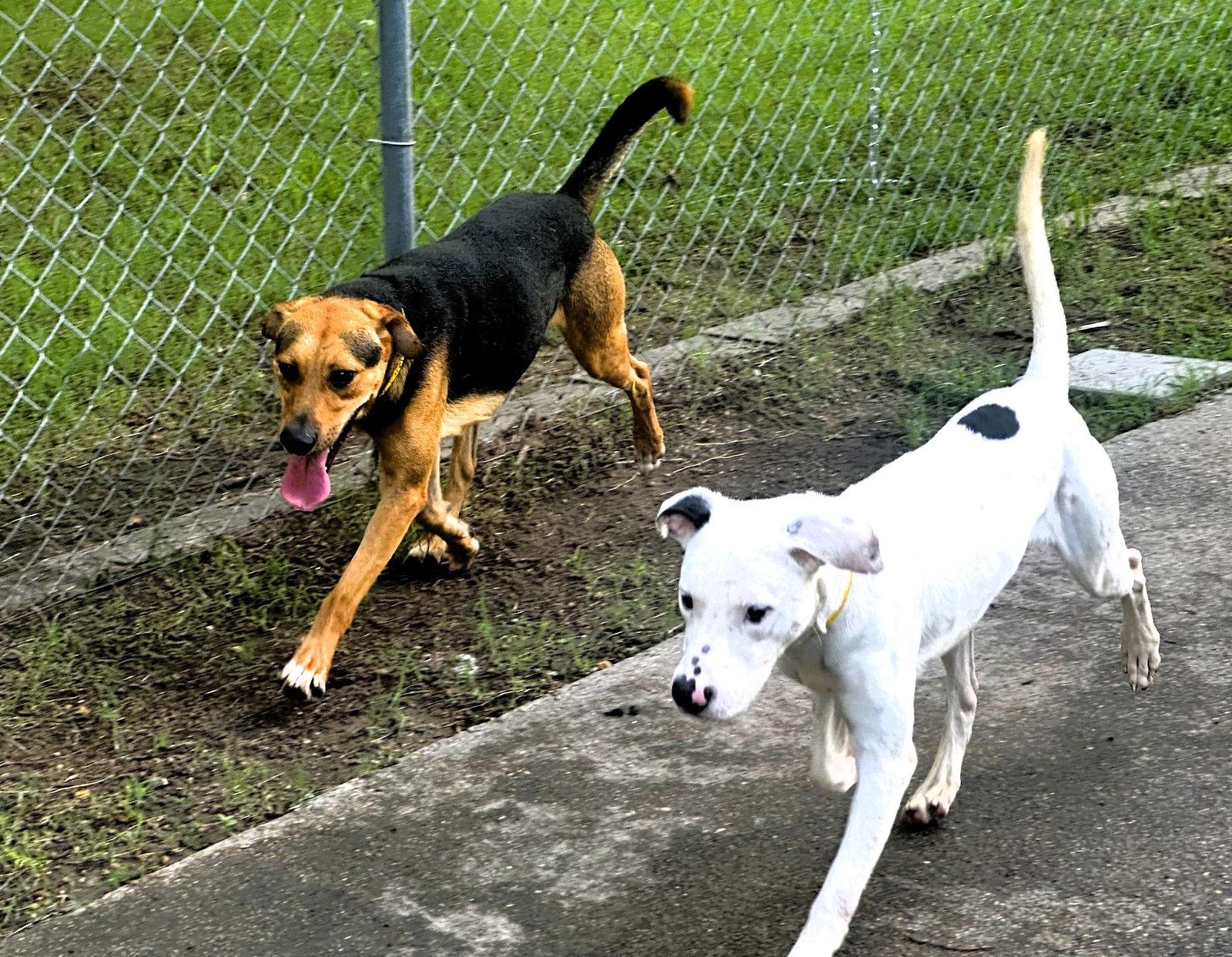 Snoopy, a Adoptable Pointer in Houston, TX image 3/3