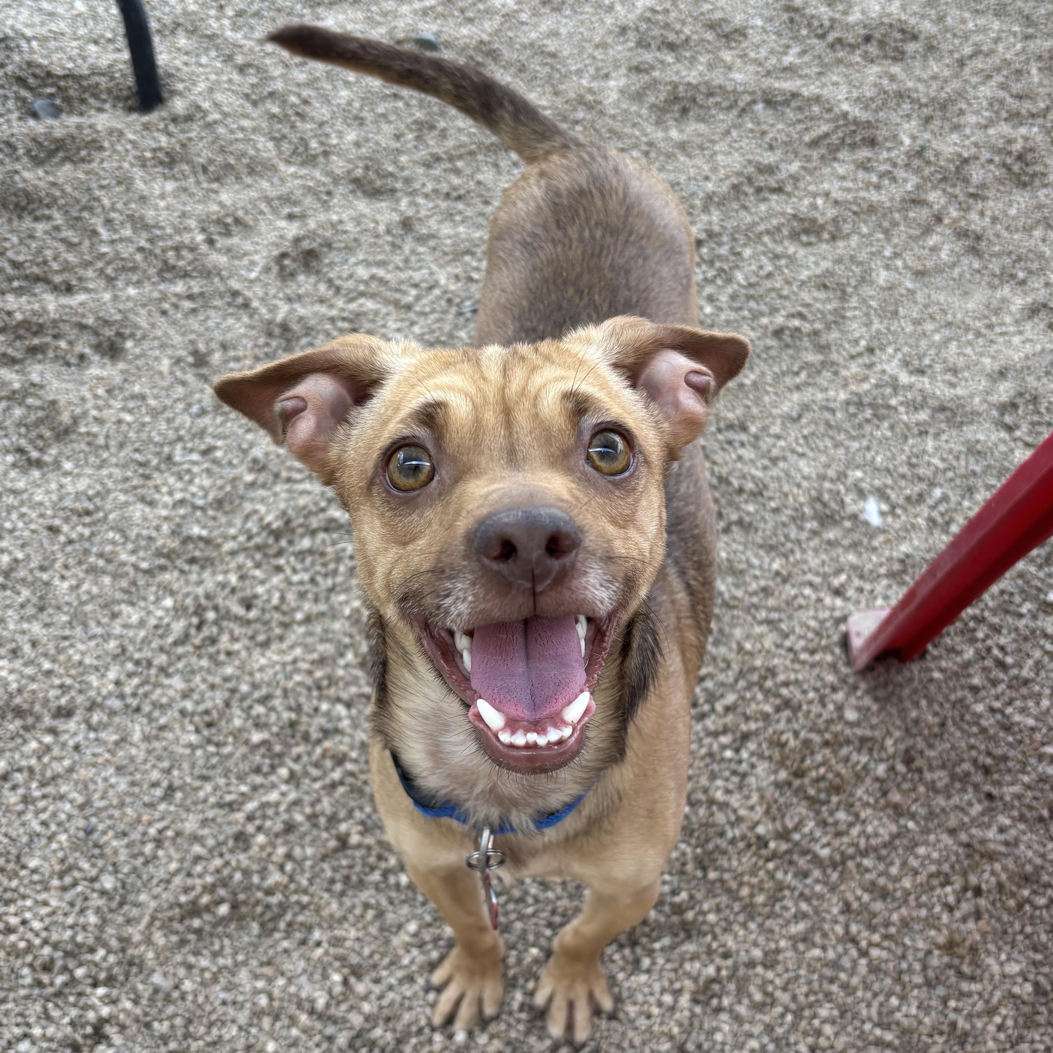 Enlarge Bowie, a ADOPTABLE mixed breed in Phoenix, AZ image 1/6