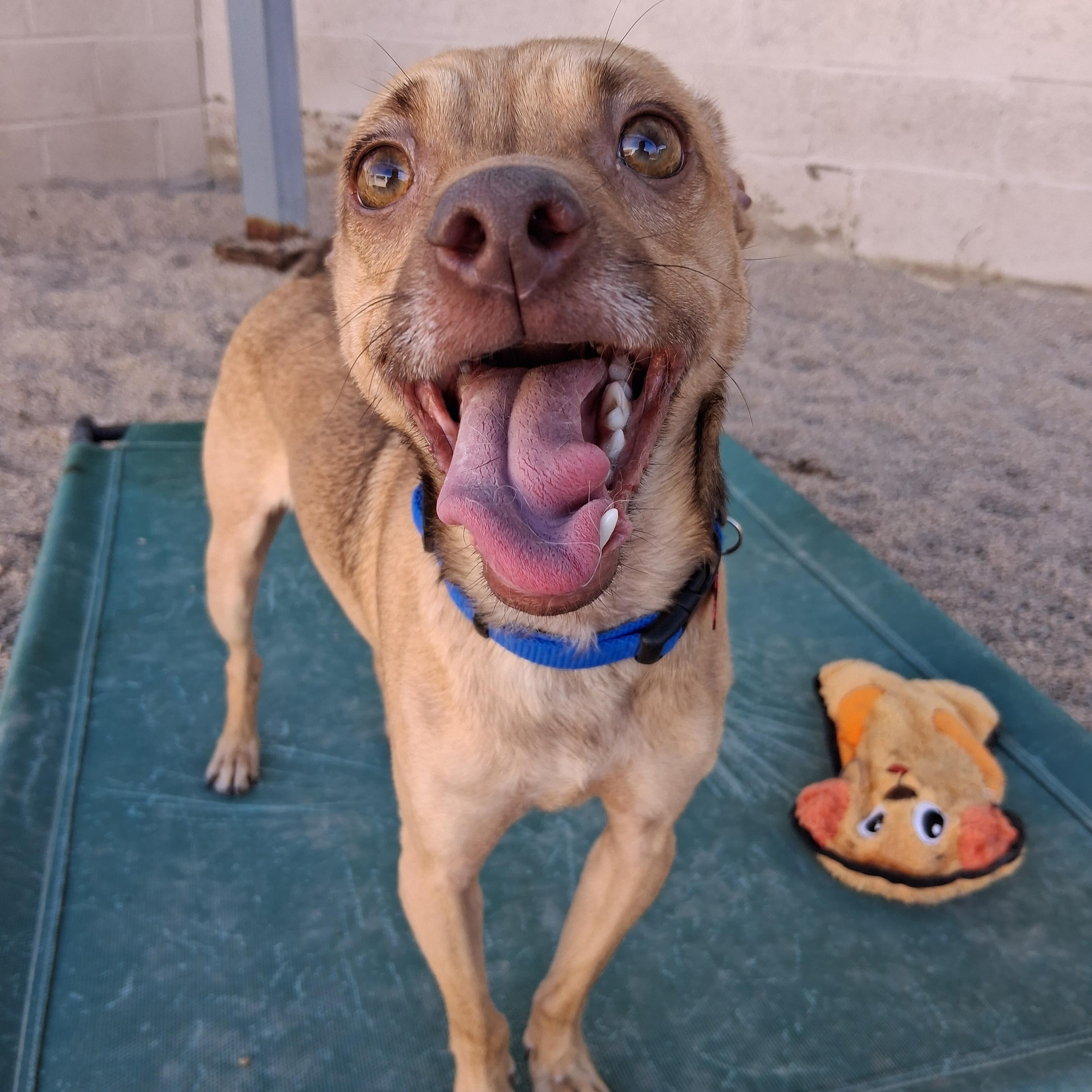Enlarge Bowie, a ADOPTABLE mixed breed in Phoenix, AZ image 2/6