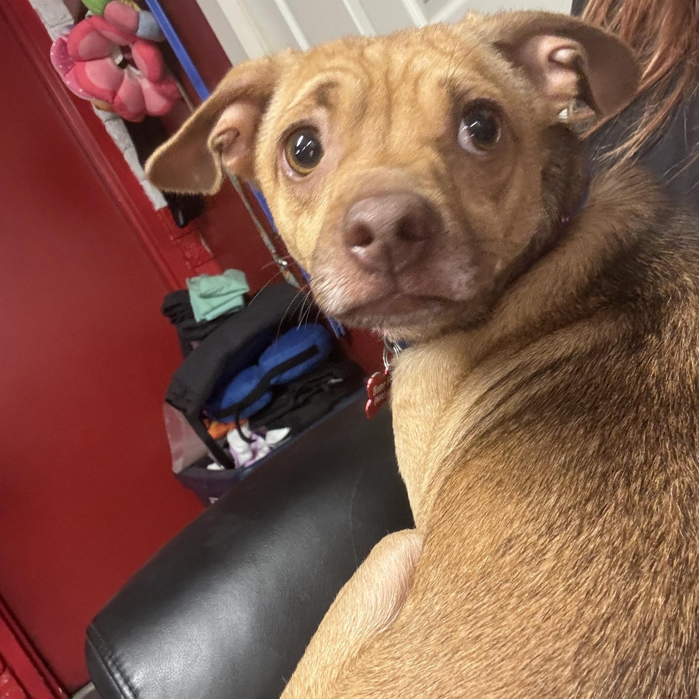 Enlarge Bowie, a ADOPTABLE mixed breed in Phoenix, AZ image 3/6