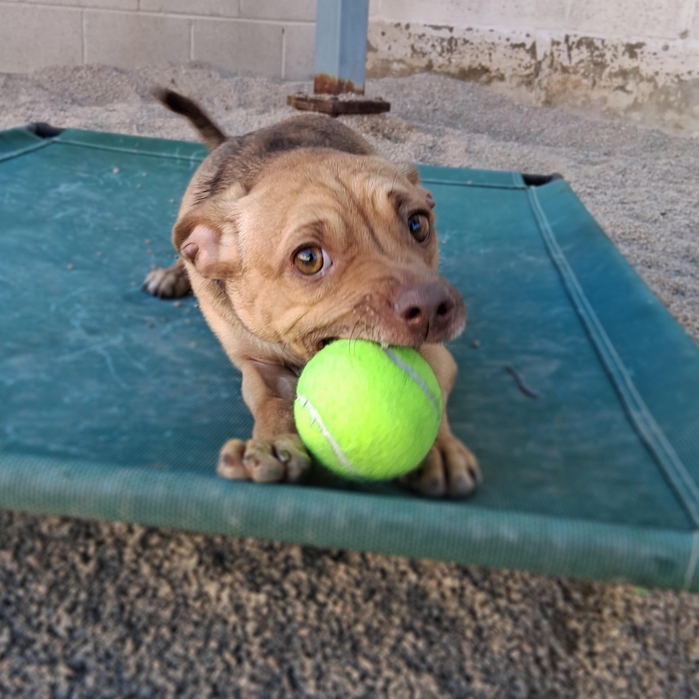 Enlarge Bowie, a ADOPTABLE mixed breed in Phoenix, AZ image 6/6