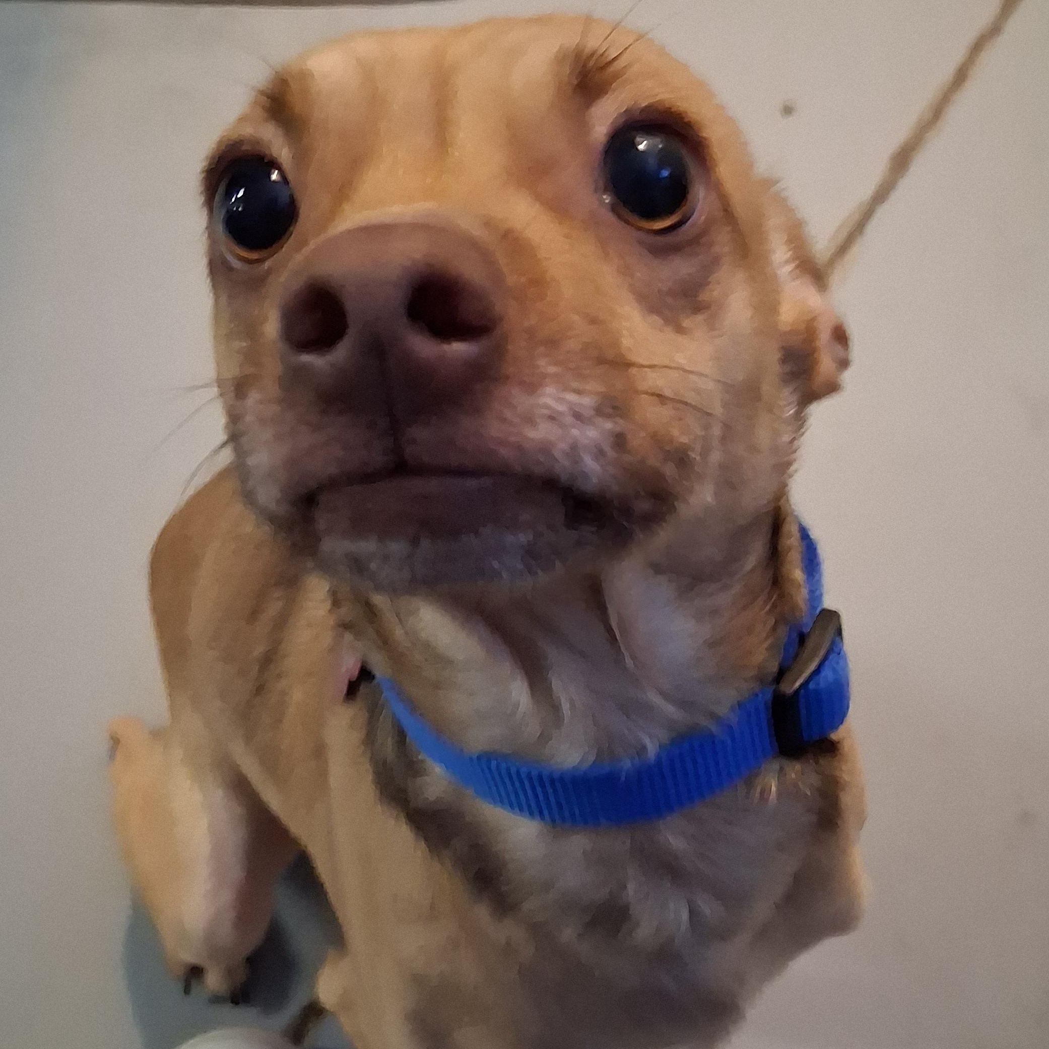 Enlarge Bowie, a ADOPTABLE mixed breed in Phoenix, AZ image 4/6