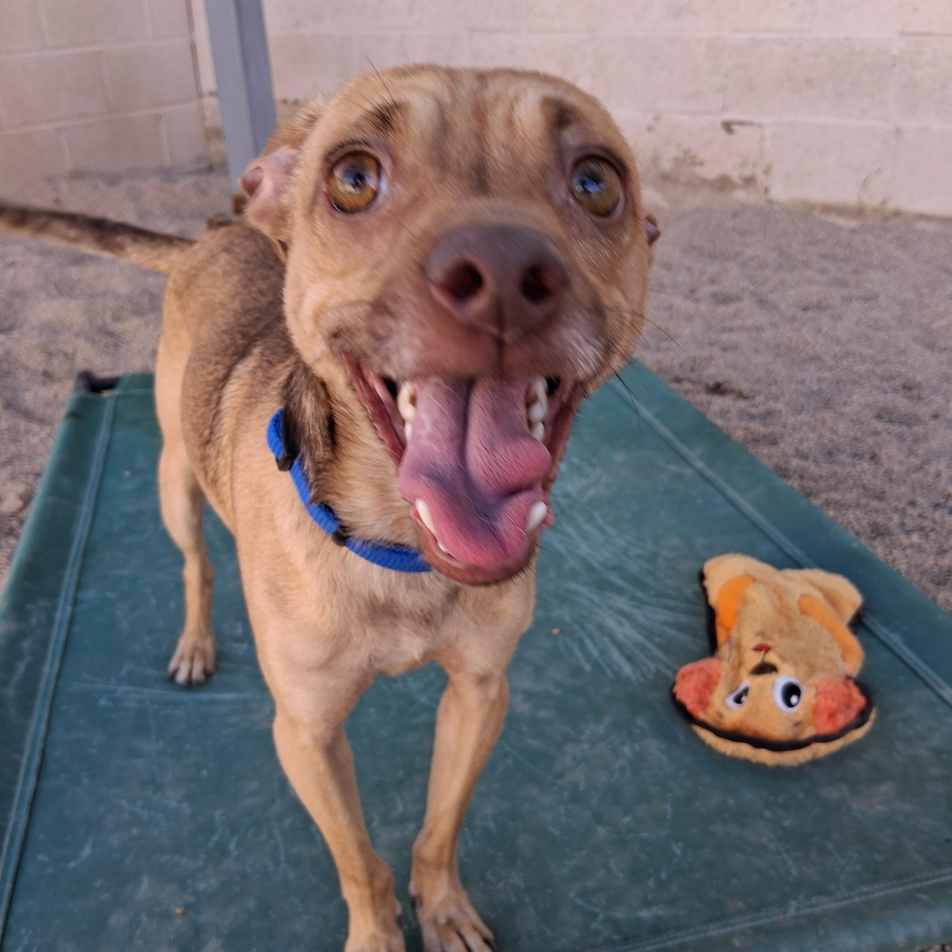 Enlarge Bowie, a ADOPTABLE mixed breed in Phoenix, AZ image 5/6