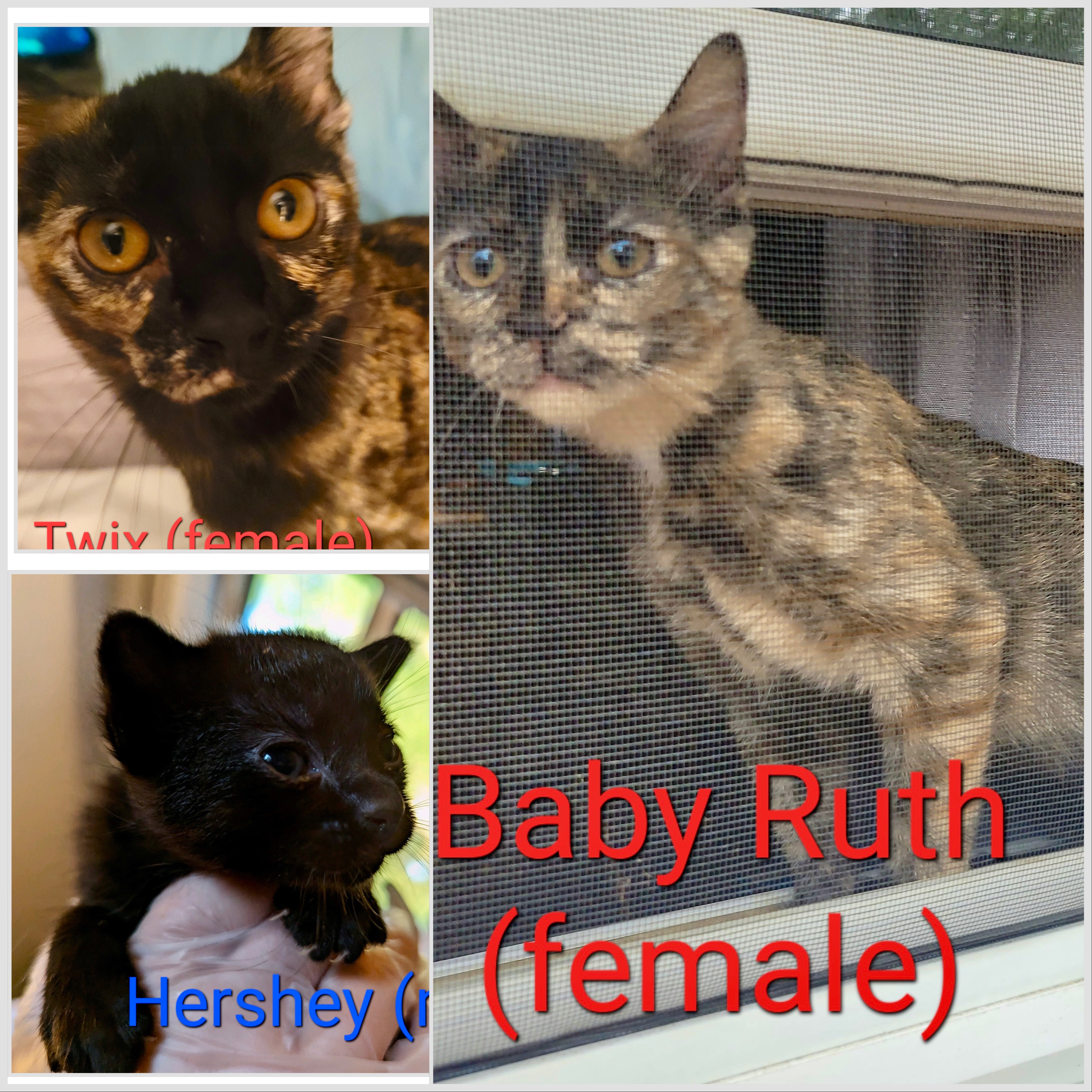Cat for adoption Twix, Baby Ruth, Hershey(SC), a Domestic Short Hair