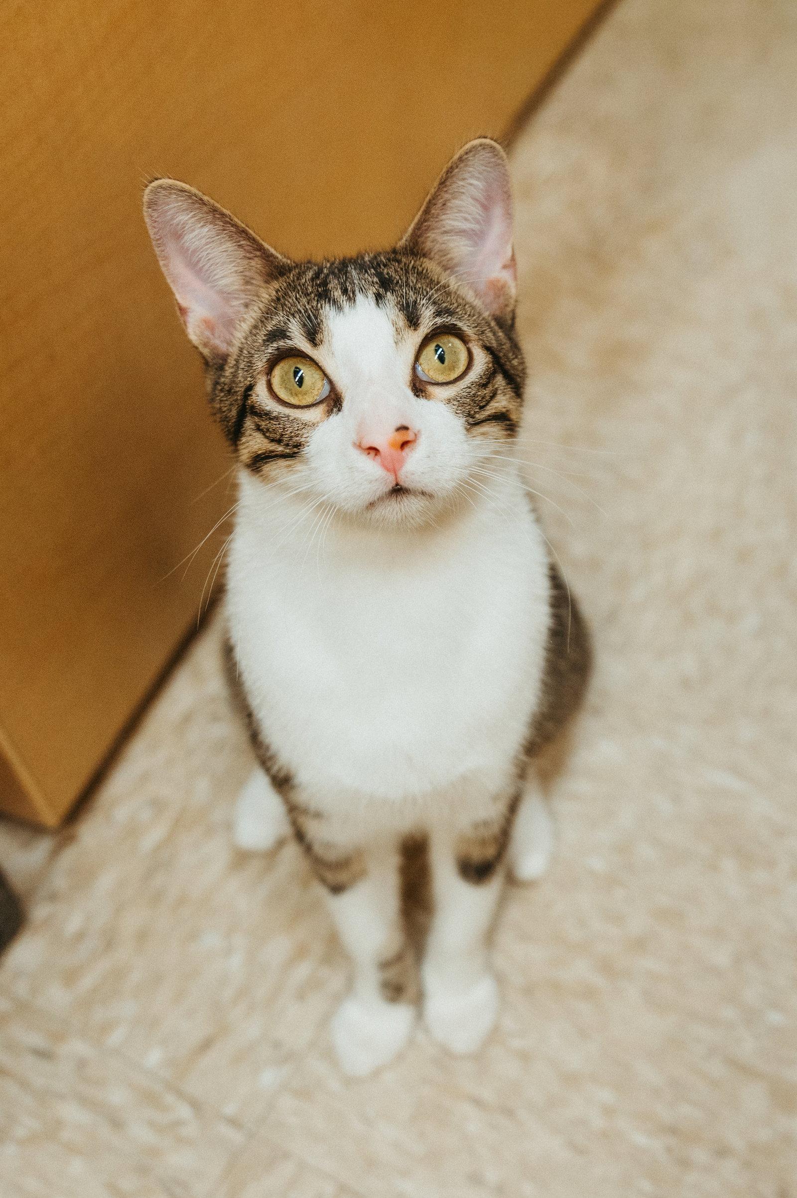 Crackle, Adoptable, Young Male Domestic Short Hair.