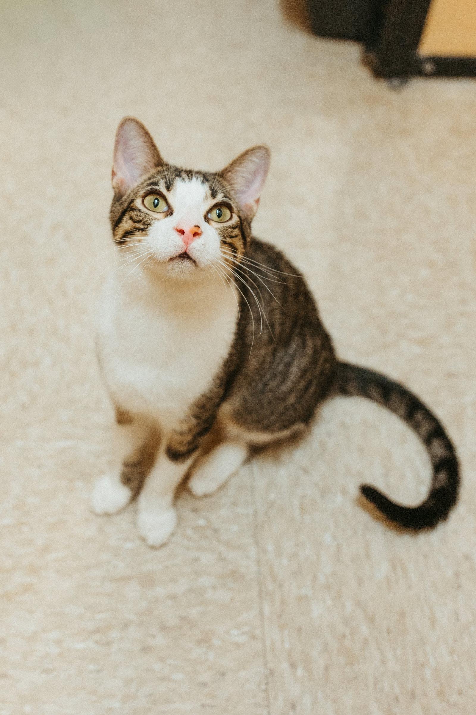 Enlarge Crackle, a Adoptable Domestic Short Hair in McKinney, TX image 2/3