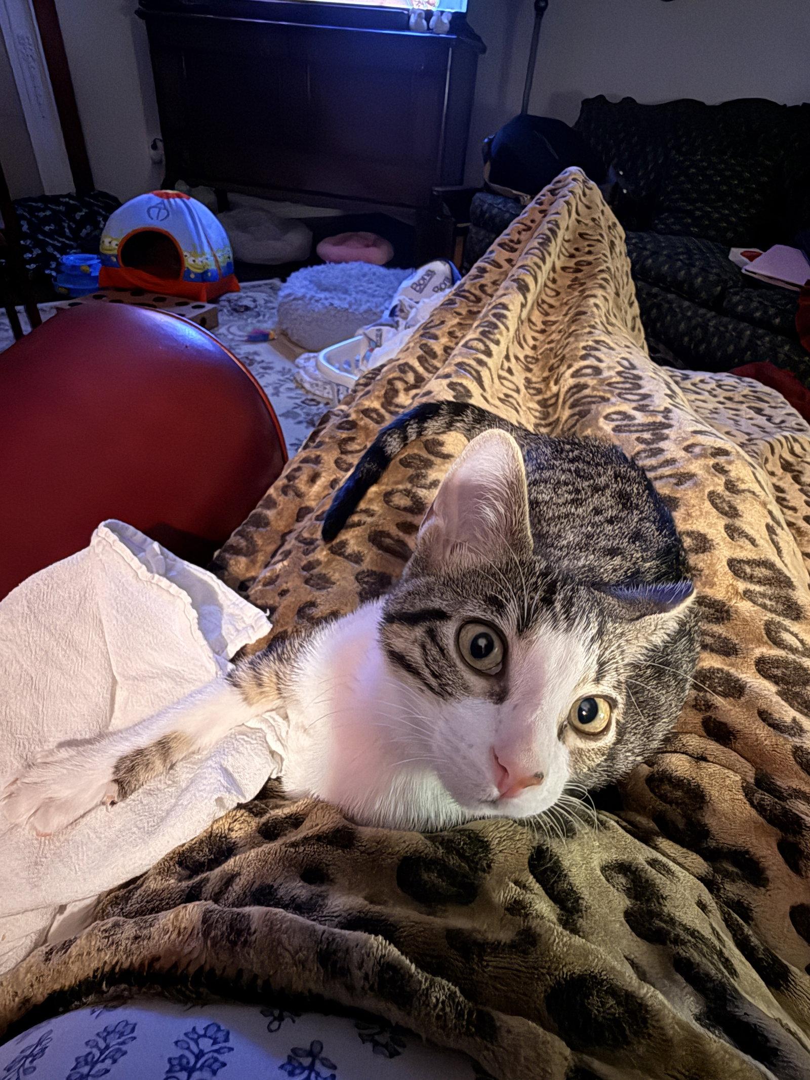 Enlarge Crackle, a Adoptable Domestic Short Hair in McKinney, TX image 2/3