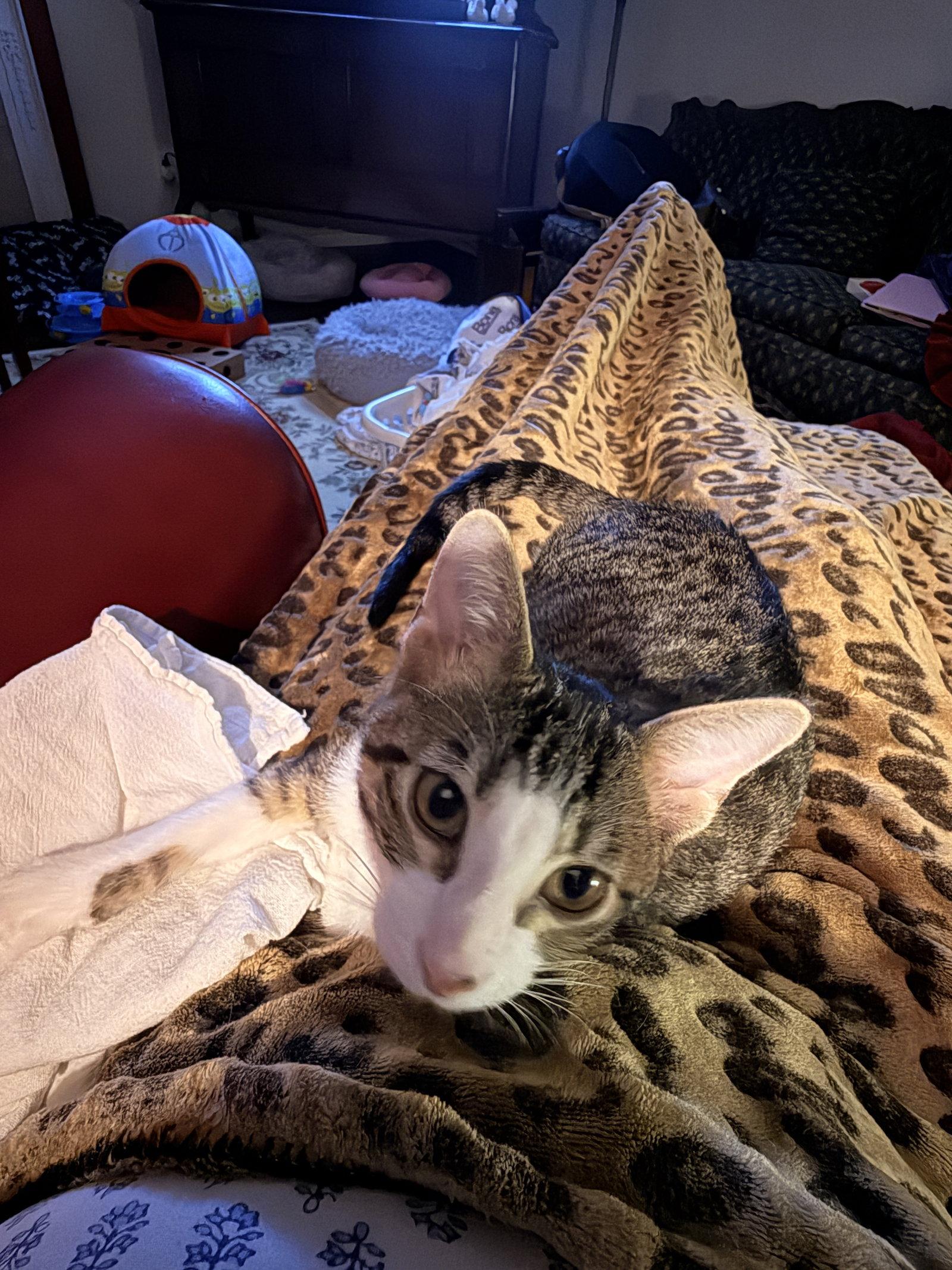 Enlarge Crackle, a Adoptable Domestic Short Hair in McKinney, TX image 3/3