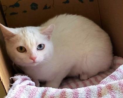 Aisling (& Maeve) (working cat), Adoptable, Kitten Female Domestic Short Hair & Domestic Short Hair.