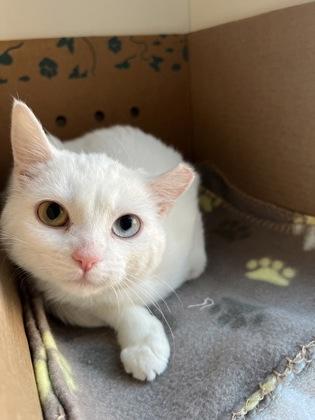 Enlarge Aisling (& Maeve) (working cat), a Adoptable mixed breed in Fairfax, VA image 2/3