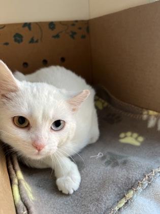 Enlarge Aisling (& Maeve) (working cat), a Adoptable mixed breed in Fairfax, VA image 3/3