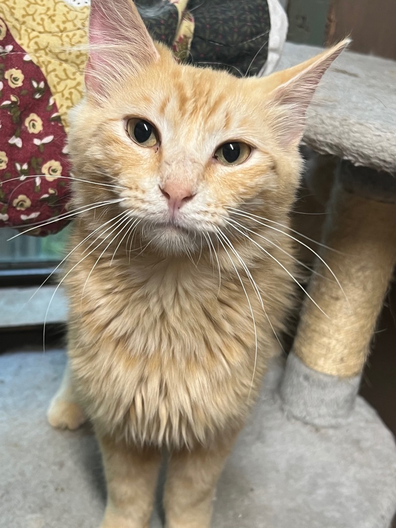 Custard -special needs diagnosis -bonded pair -, Adoptable, Adult Male Domestic Medium Hair.
