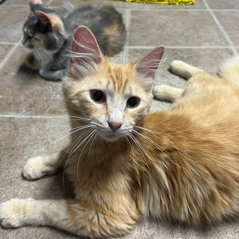 Custard -special needs diagnosis -bonded pair -, Adoptable, Adult Male Domestic Medium Hair.