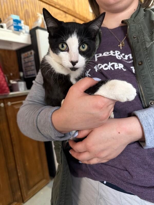 Homer, Adoptable, Kitten Male Domestic Short Hair.