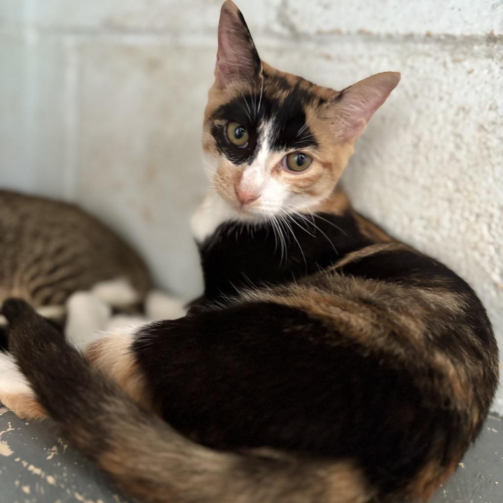 Enlarge Mango, a Adoptable Domestic Short Hair in Kailua Kona, HI image 1/4