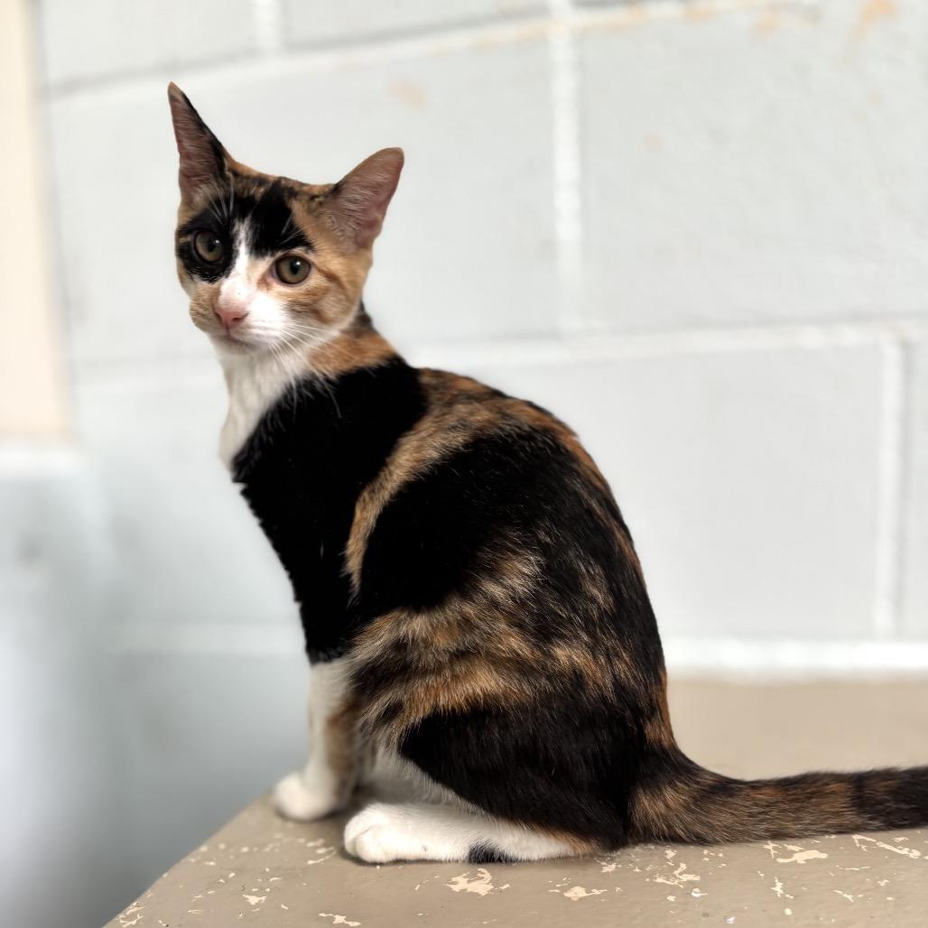 Enlarge Mango, a Adoptable Domestic Short Hair in Kailua Kona, HI image 2/4