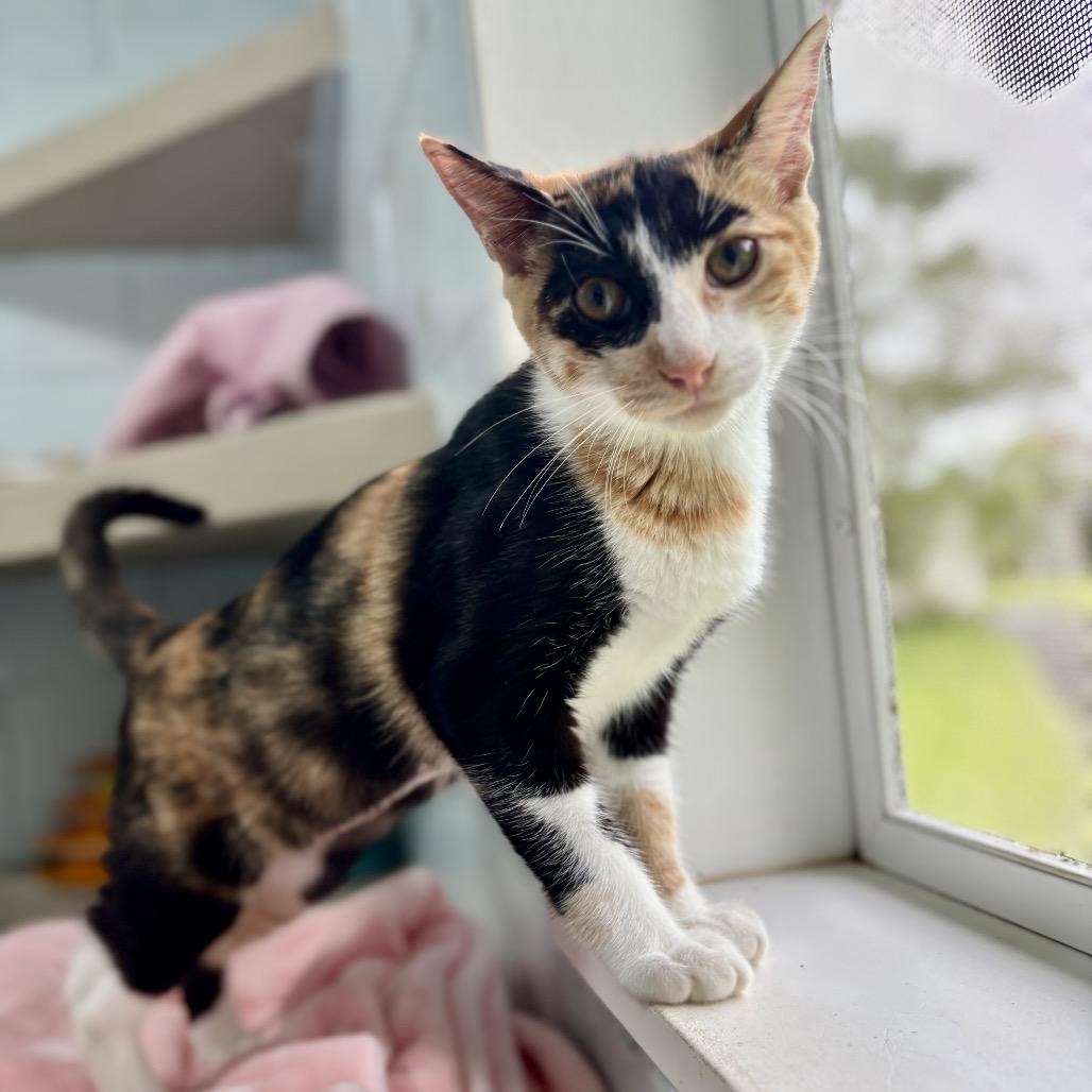 Enlarge Mango, a Adoptable Domestic Short Hair in Kailua Kona, HI image 3/4