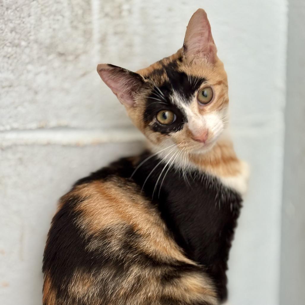 Enlarge Mango, a Adoptable Domestic Short Hair in Kailua Kona, HI image 4/4