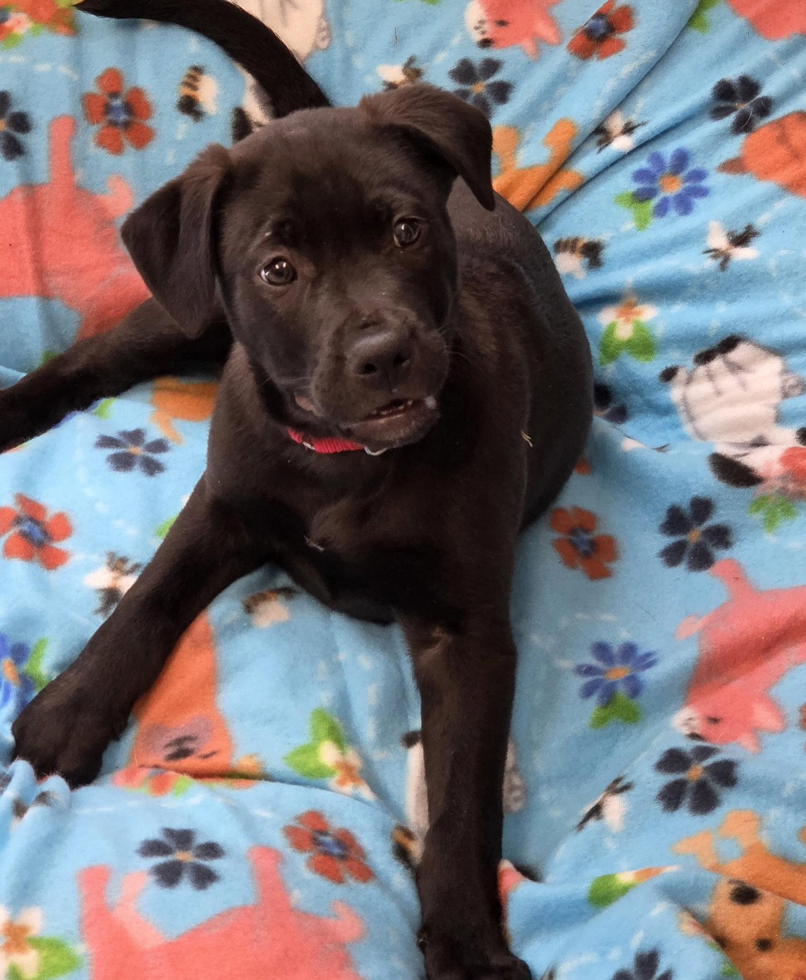 Enlarge Jasper, a Adoptable Labrador Retriever in Greenville, IL image 1/1