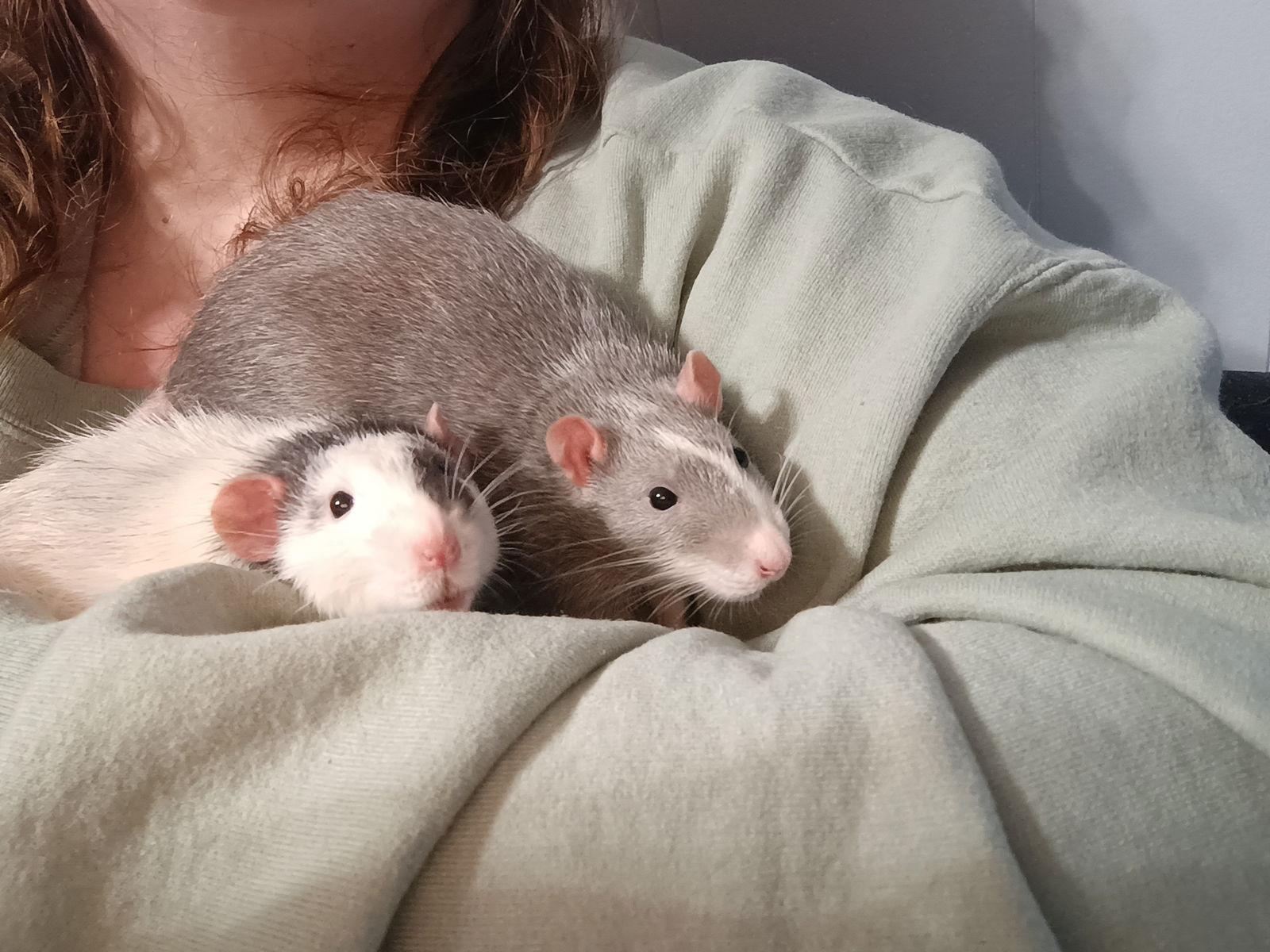 Enlarge Denny and Dewey, a Adoptable Rat in Aurora, IL image 1/1