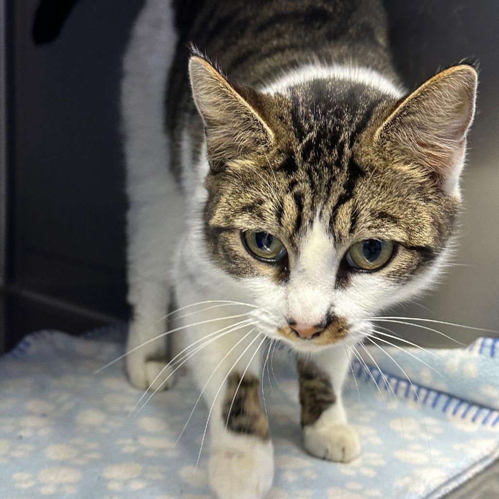 Grimm, Adoptable, Young Female American Shorthair.