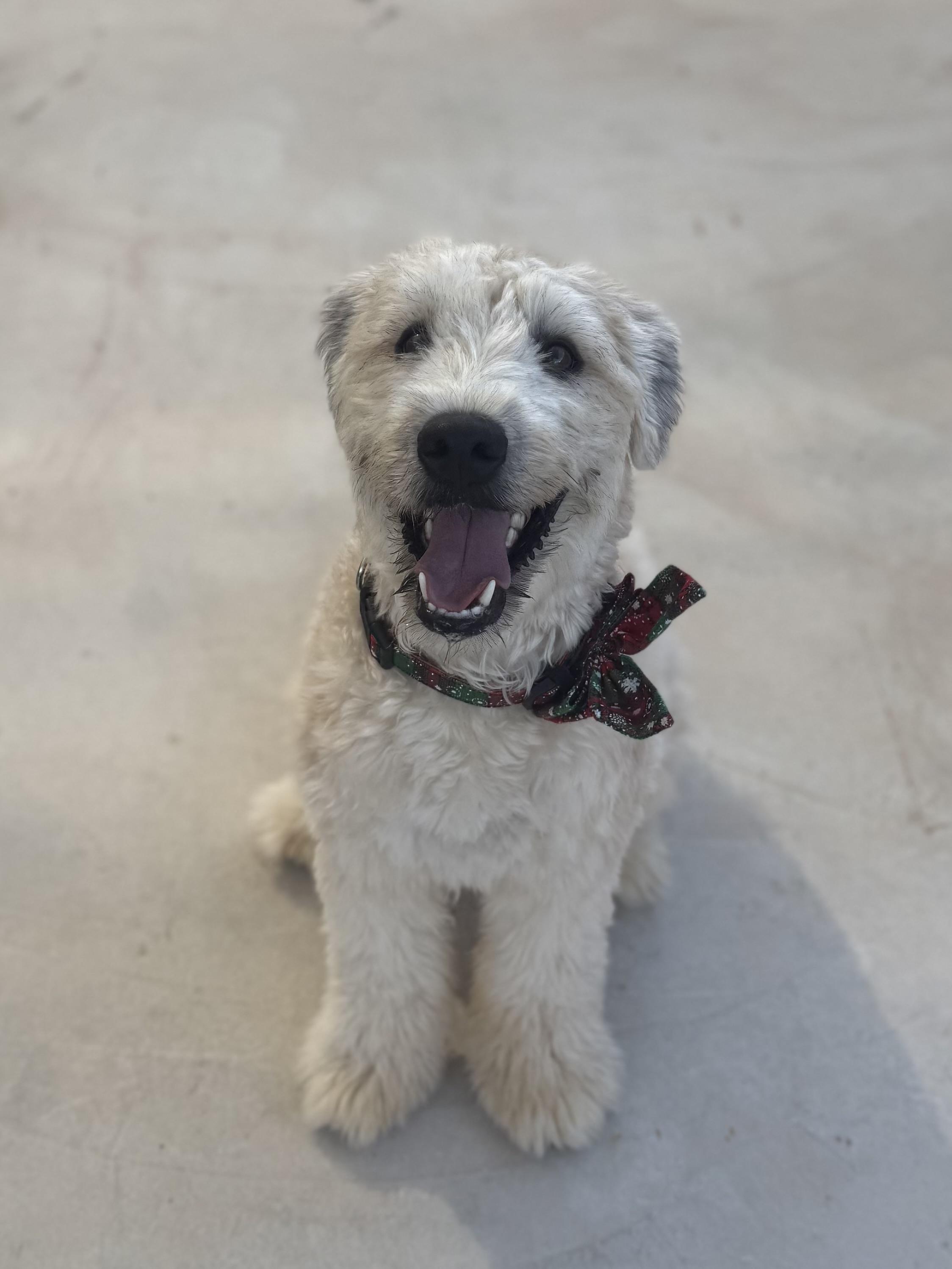Enlarge Charlie, a Adopted Wheaten Terrier in Boulder City, NV image 2/4
