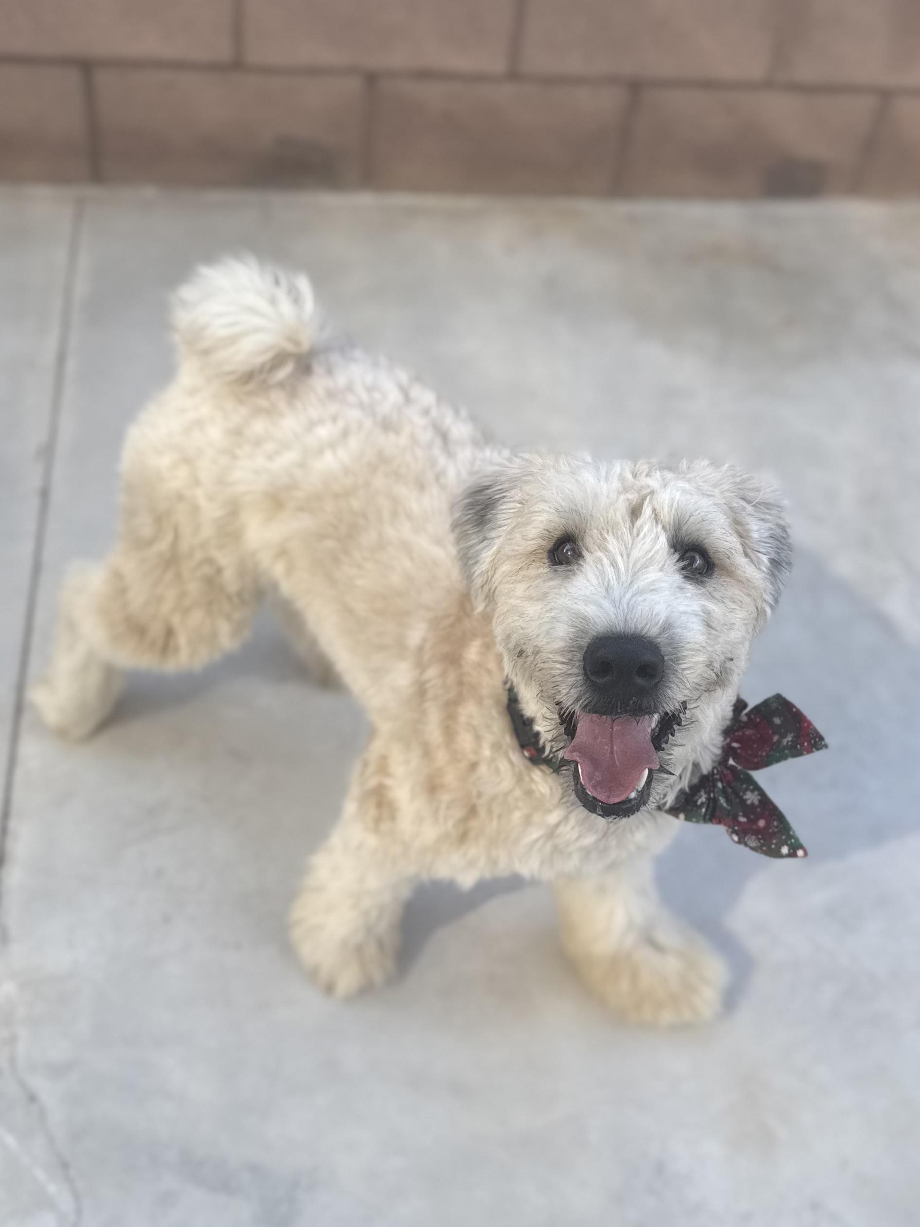 Charlie, Adopted, Young Male Wheaten Terrier.
