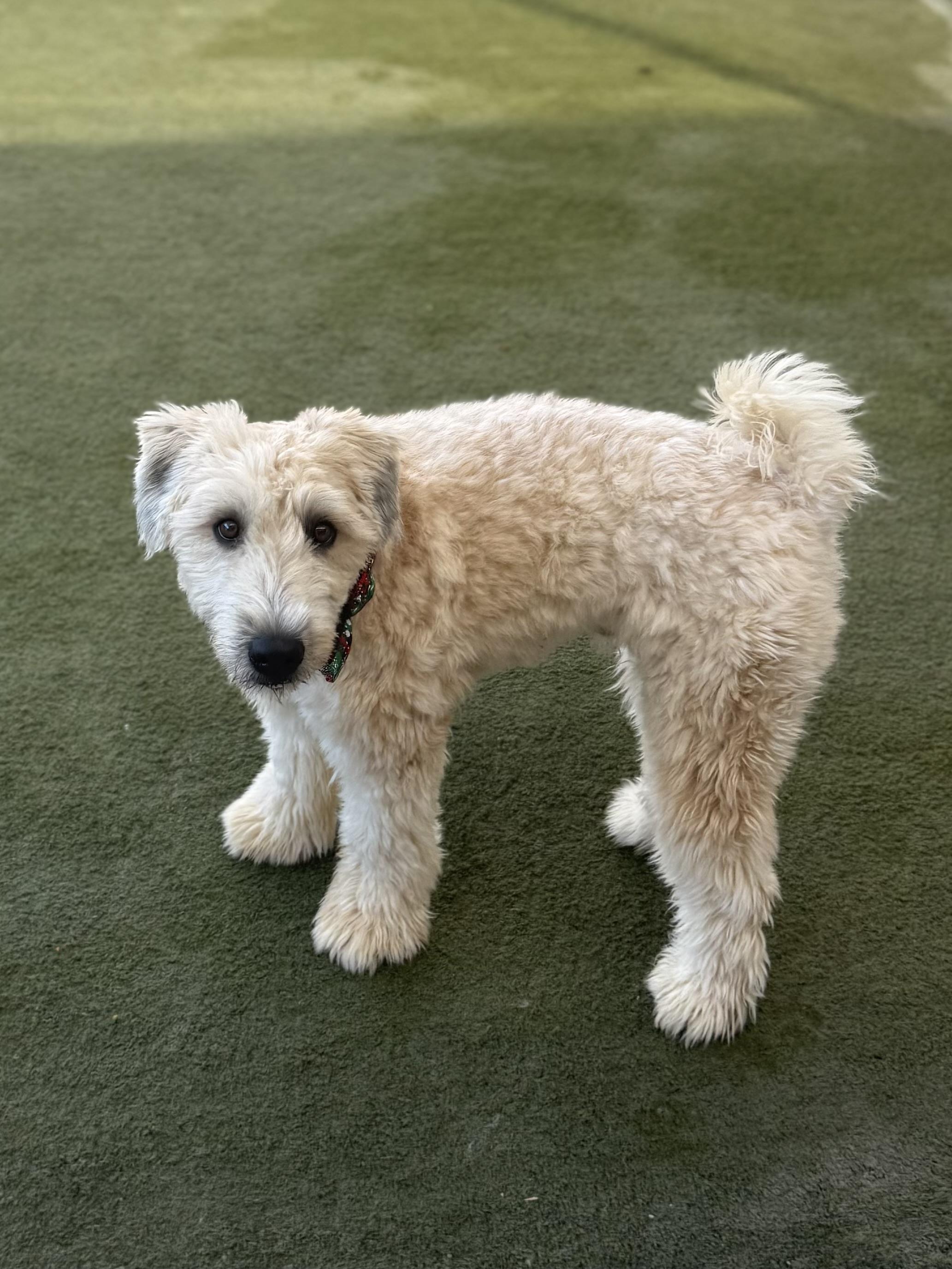 Enlarge Charlie, a Adopted Wheaten Terrier in Boulder City, NV image 3/4