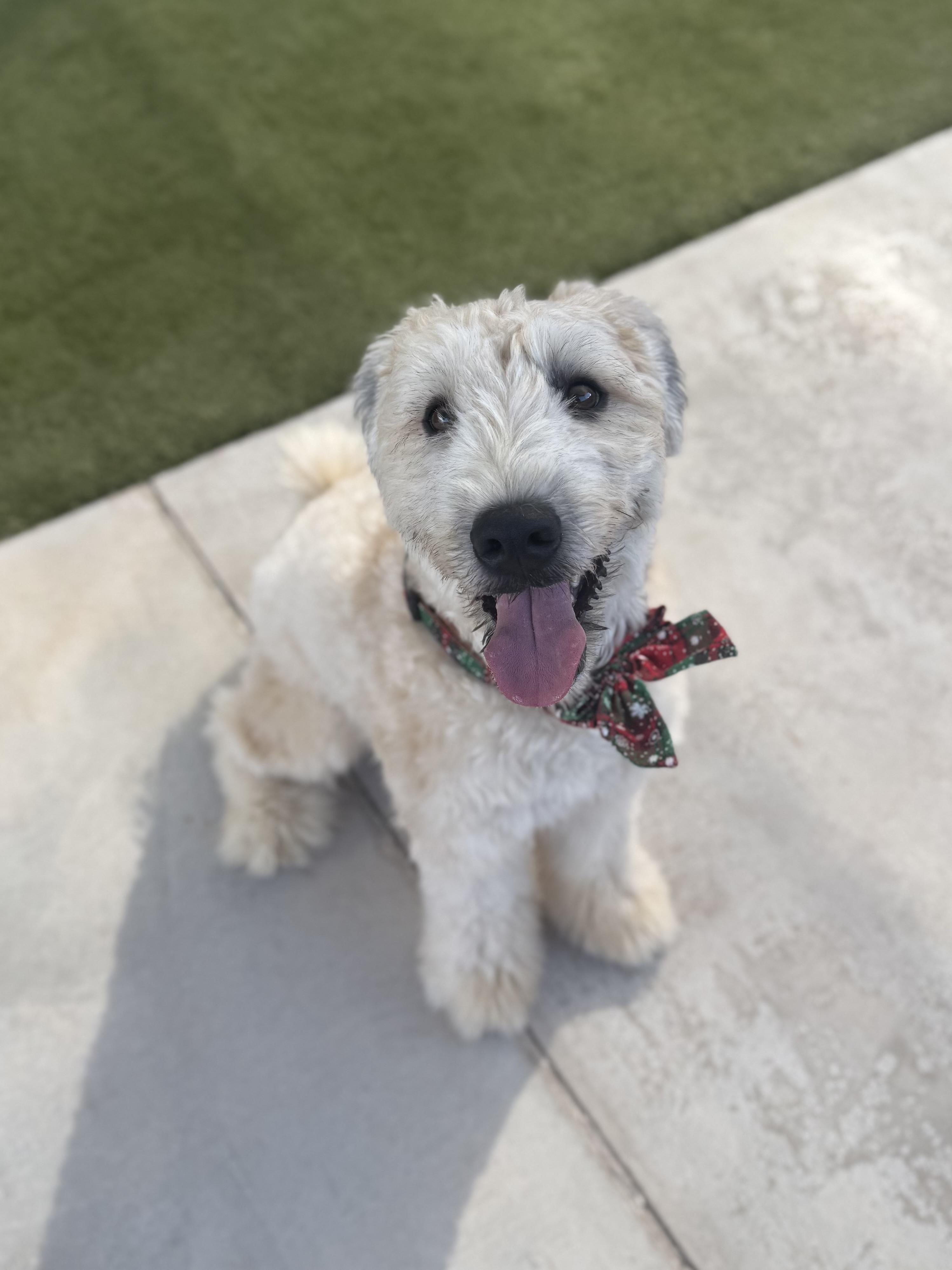 Enlarge Charlie, a Adopted Wheaten Terrier in Boulder City, NV image 4/4