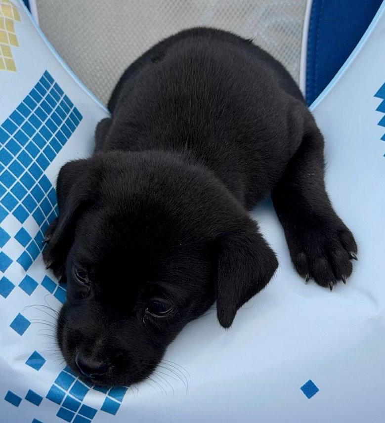 Vida, a Adopted Labrador Retriever in Lake Hopatcong, NJ image 2/2