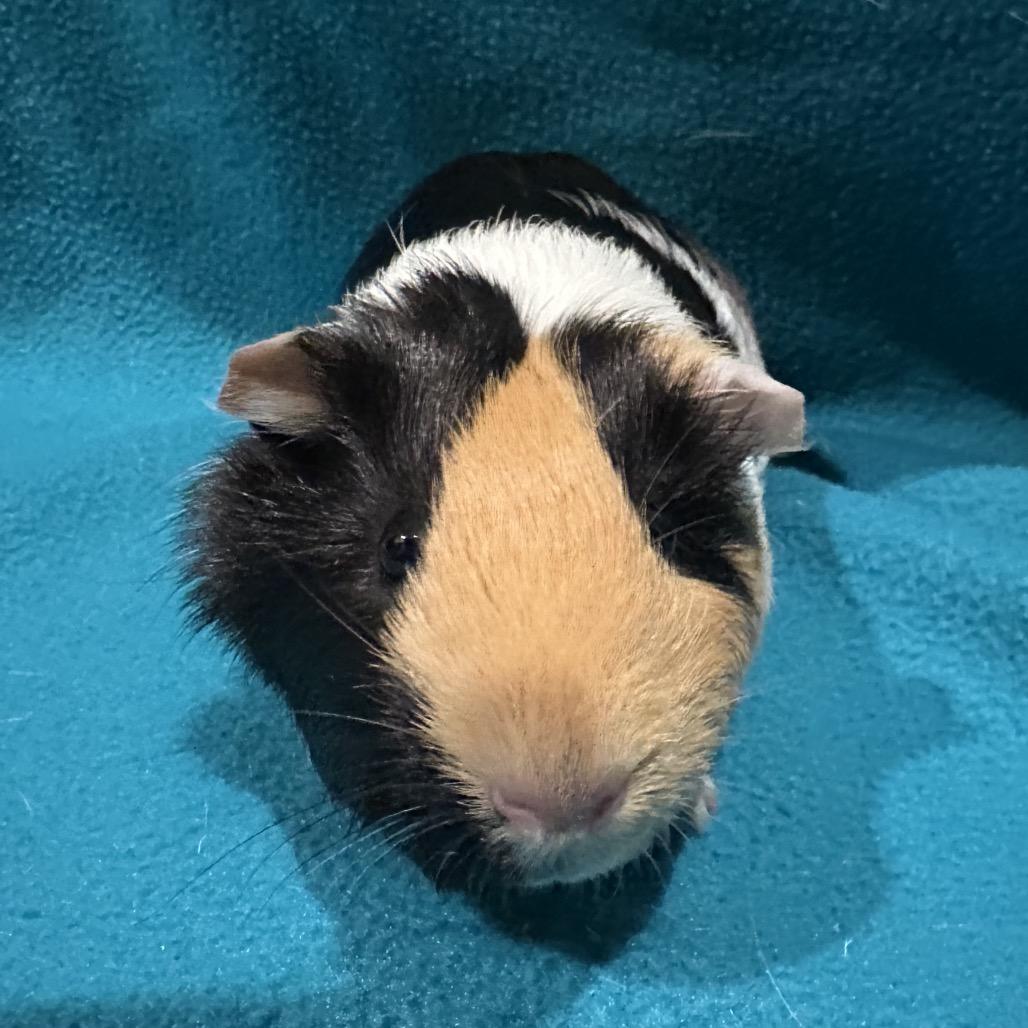 Jazz, a Adoptable Guinea Pig in Decatur, GA image 1/2