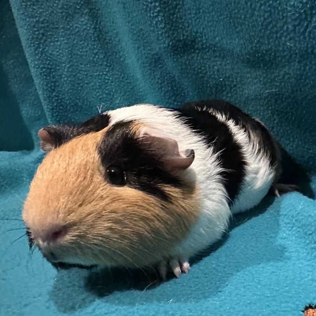 Jazz, a Adoptable Guinea Pig in Decatur, GA image 2/2
