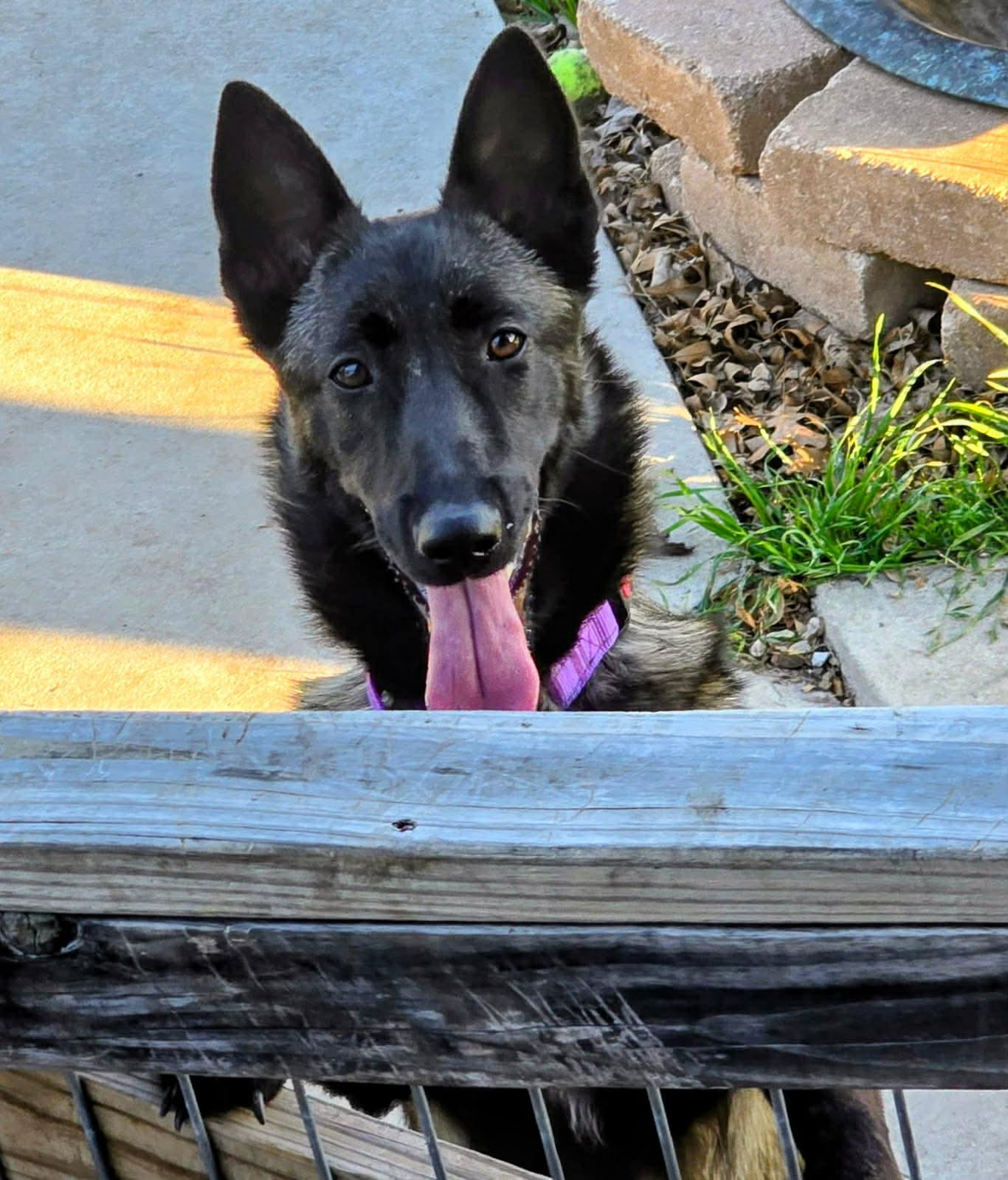 Enlarge Remi, an adopted Belgian Shepherd / Malinois in Marion, TX image 2/6