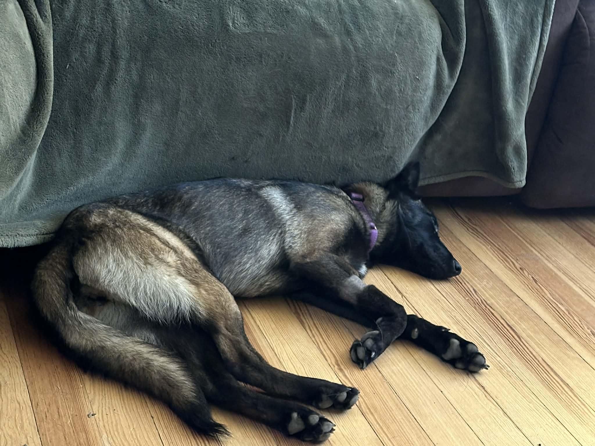 Enlarge Remi, an adopted Belgian Shepherd / Malinois in Marion, TX image 6/6