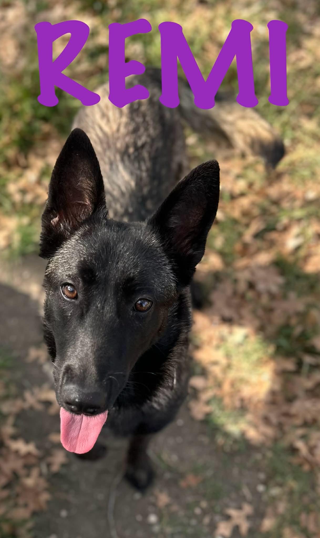 Remi, adopted, Young Female Belgian Shepherd / Malinois.