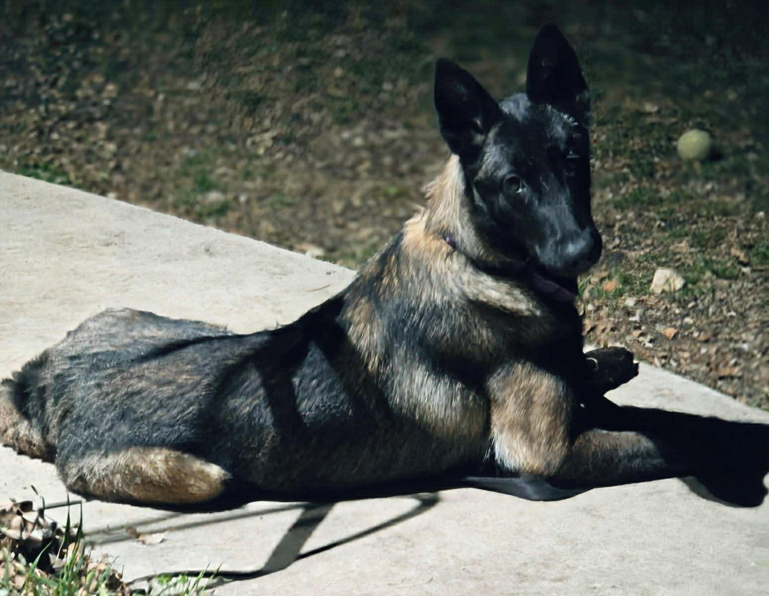 Enlarge Remi, an adopted Belgian Shepherd / Malinois in Marion, TX image 5/6