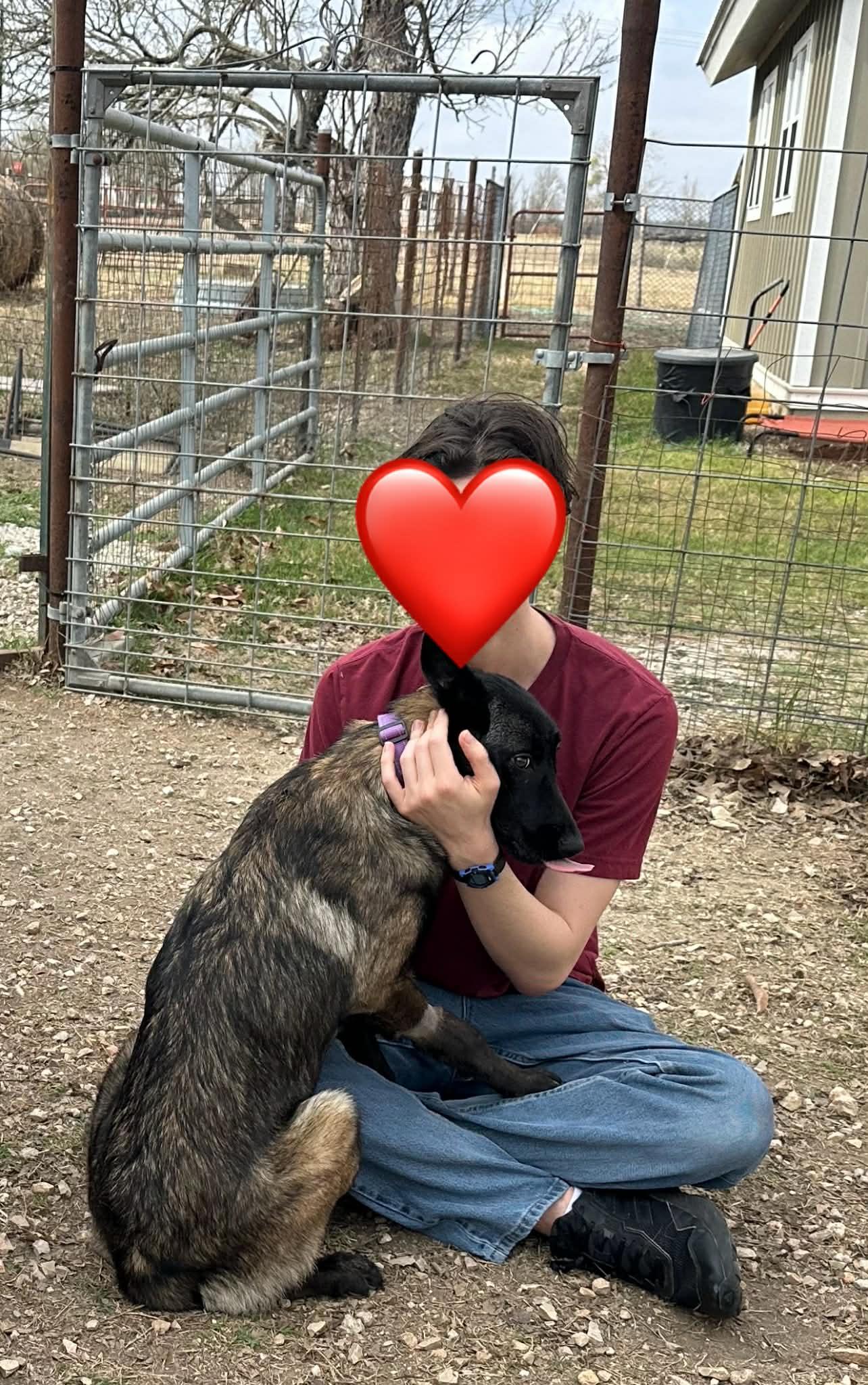 Enlarge Remi, an adopted Belgian Shepherd / Malinois in Marion, TX image 3/6