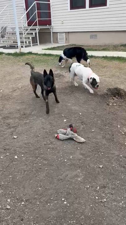 Enlarge Remi, an adopted Belgian Shepherd / Malinois in Marion, TX video 4/6