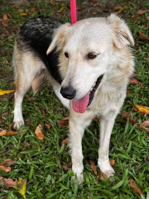Glory, an adopted mixed breed in Weare, NH image 4/6