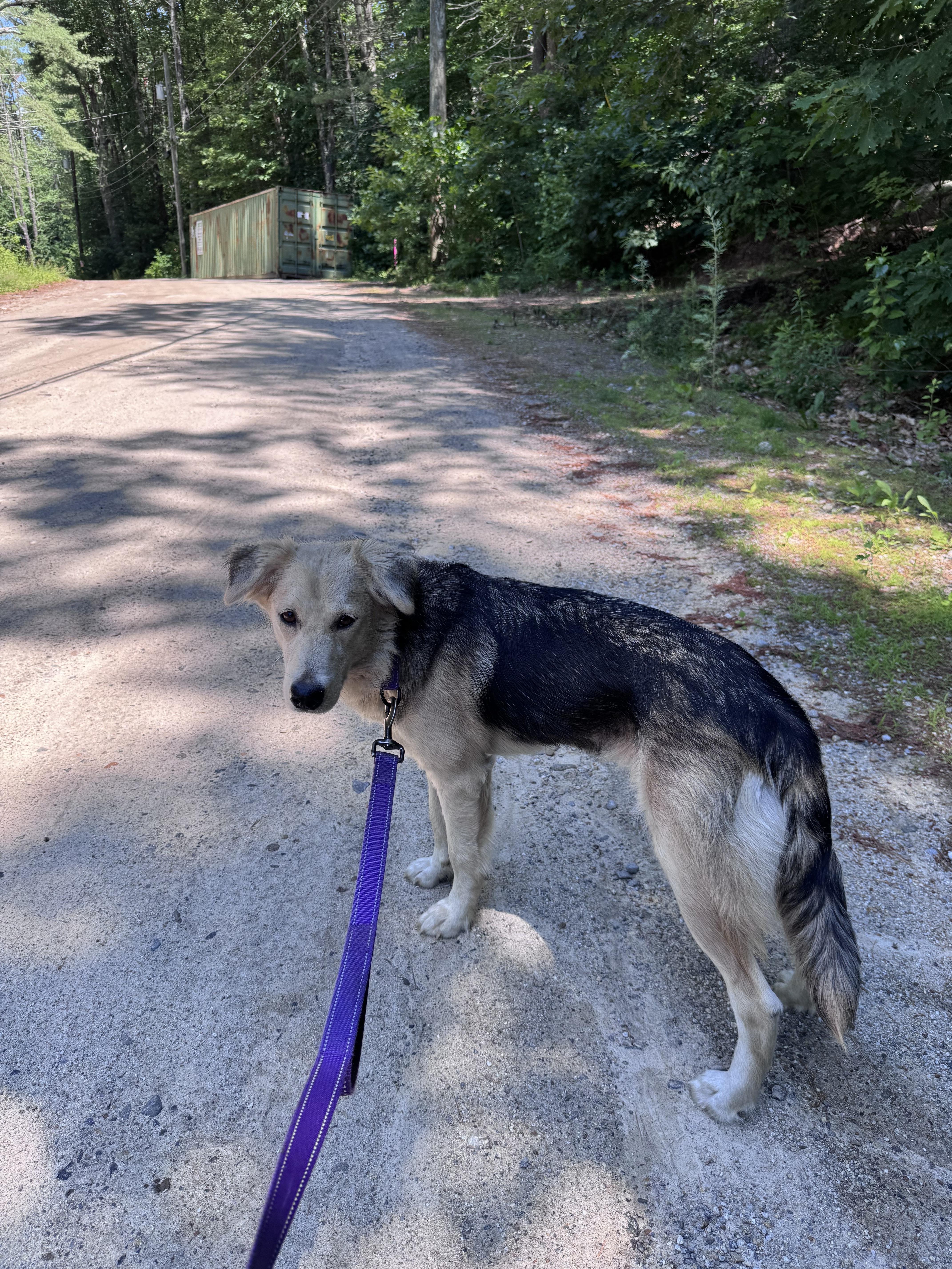 Glory, an adopted mixed breed in Weare, NH image 6/6