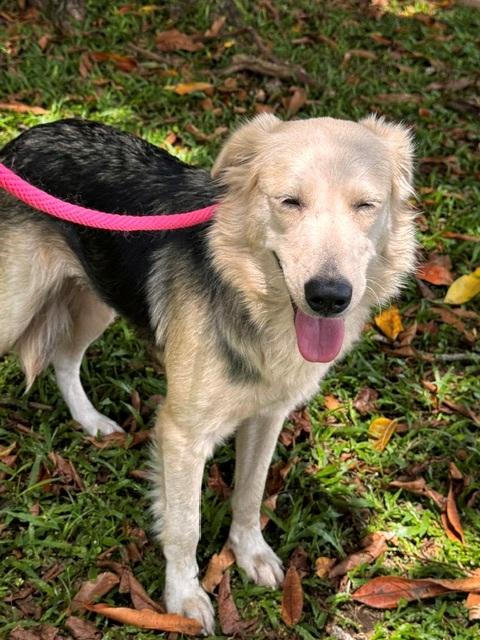 Glory, adopted, Young Female Shetland Sheepdog / Sheltie & German Shepherd Dog.