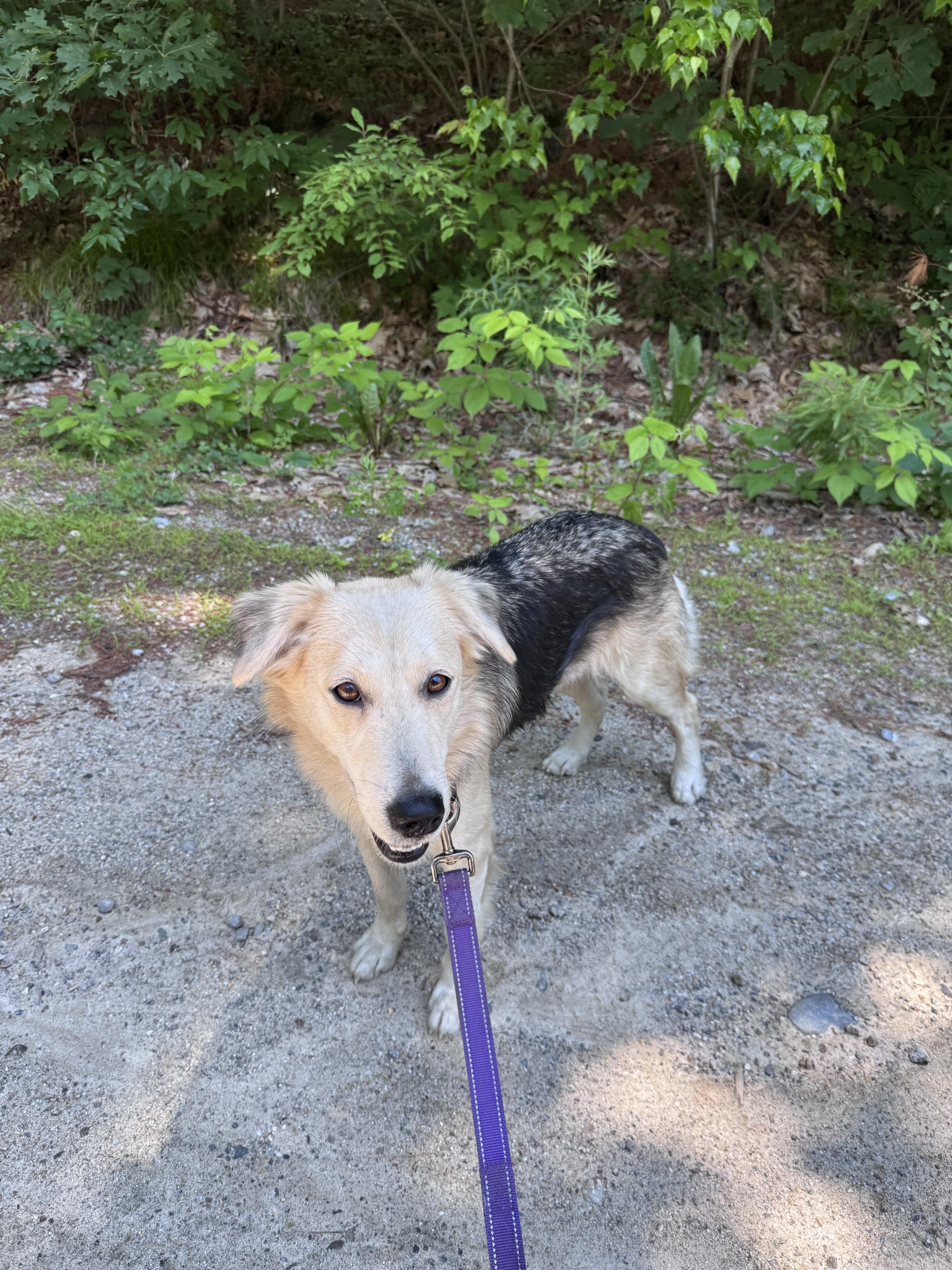 Glory, an adopted mixed breed in Weare, NH image 5/6