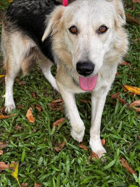 Glory, an adopted mixed breed in Weare, NH image 3/6