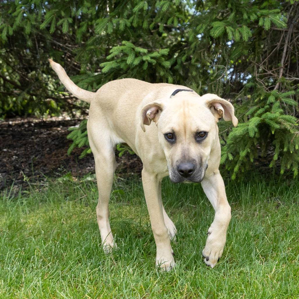 Zuri, Adoptable, Young Female Terrier & Mixed Breed.