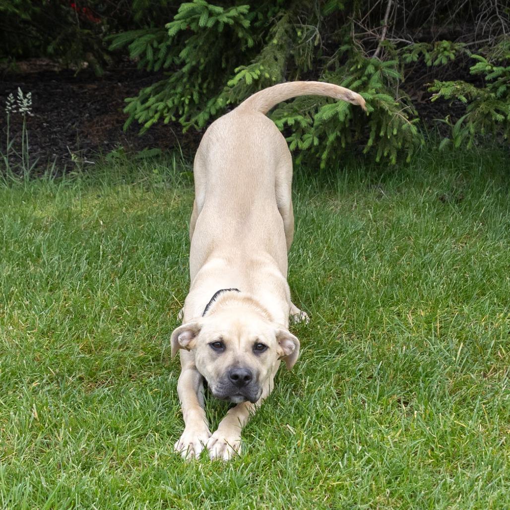 Enlarge Zuri, a Adoptable mixed breed in Erie, PA image 2/6